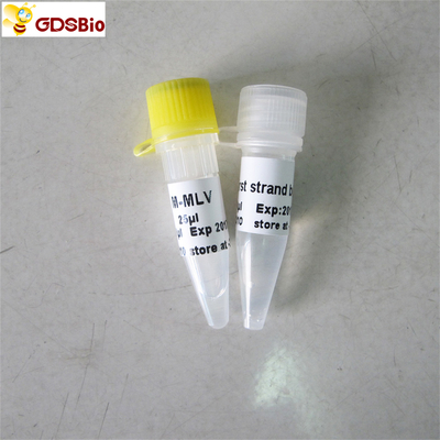PCR R1041/R1042 di Rt dei reagenti di PCR della trascrittasi inversa di M-Mlv