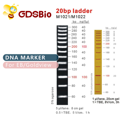 Elettroforesi del gel della scala dell'indicatore del DNA dei reagenti 20bp di elevata purezza