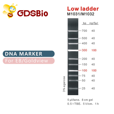Indicatore basso del DNA della scala M1031 (50μg) /M1032 (50μg×5)