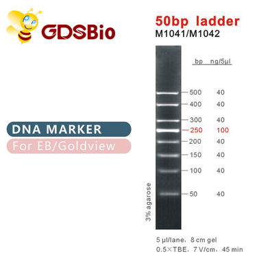 indicatore del DNA della scala 50bp M1041 (50μg) /M1042 (50μg×5)