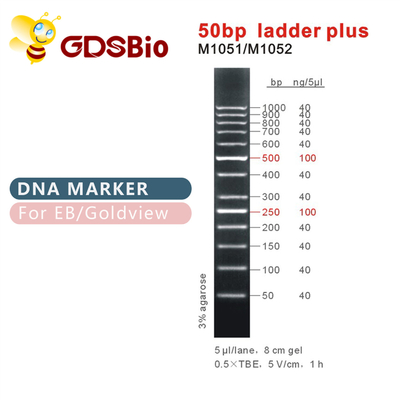 scala 50bp più l'indicatore del DNA M1051 (50μg) /M1052 (50μg×5)
