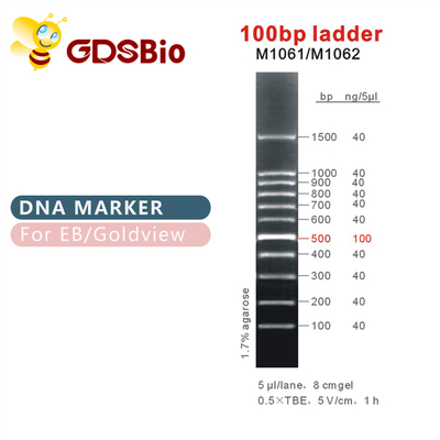 indicatore del DNA della scala 100bp M1061 (50μg) /M1062 (50μg×5)