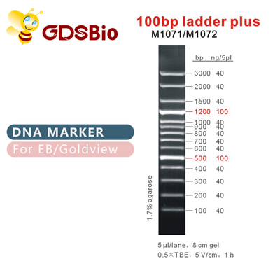 scala 100bp più l'indicatore del DNA M1071 (50μg) /M1072 (50μg×5)