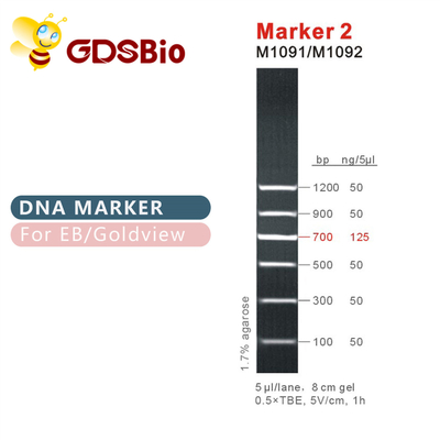 Scala del DNA dell'indicatore 2 M1091 (50μg) /M1092 (50μg×5)