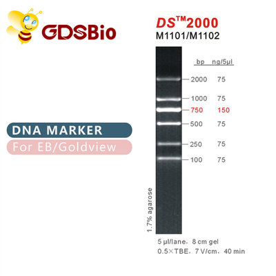 Scala 2000 dell'indicatore del DNA di DS M1101 (50μg) /M1012 (50μg×5)