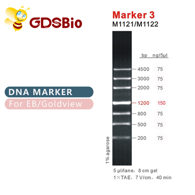 Scala M1121 (50μg) /M1122 (5×50μg) del DNA dell'indicatore 3