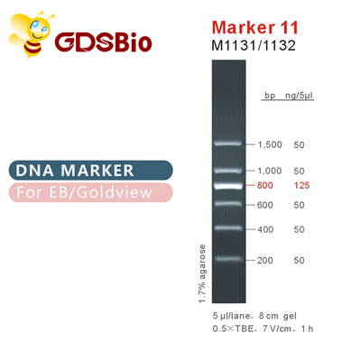 Scala M1131 (50μg) /M1132 (5×50μg) del DNA dell'indicatore 11