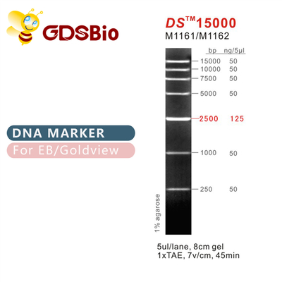 DS15000 scala M1161 (50μg) /M1162 (5×50μg) dell'indicatore del DNA