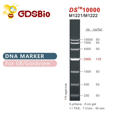 DS10000 scala M1221 (50μg) /M1222 (5×50μg) dell'indicatore del DNA
