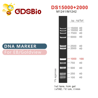 Scala M1241 (50μg) /M1242 (5×50μg) dell'indicatore del DNA di DS 15000+2000