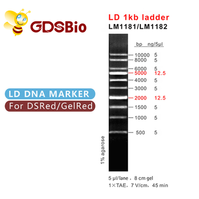 Indicatore del DNA della scala 1000bp di LD 1kb LM1181 (50 preparazioni) /LM1182 (50 preps×5)
