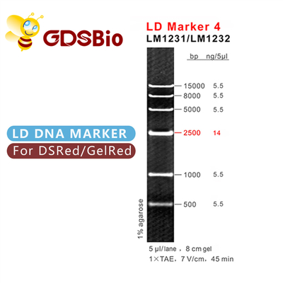 Scala del DNA dell'indicatore 4 di LD LM1231 (50 preparazioni) /LM1232 (50 preps×5)