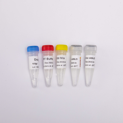 La miscela di PCR di RT per QPCR ha premescolato i reagenti R1031 di PCR della trascrittasi inversa