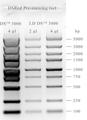 Macchia acida nucleica non tossica 10000x 0.5ml del gel di DSRed