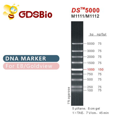 indicatore di elettroforesi del DNA di 1000bp DS 5000, scala del DNA per il gel del RNA
