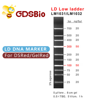 elettroforesi bassa dell'indicatore del DNA della scala di 100bp 300bp LD