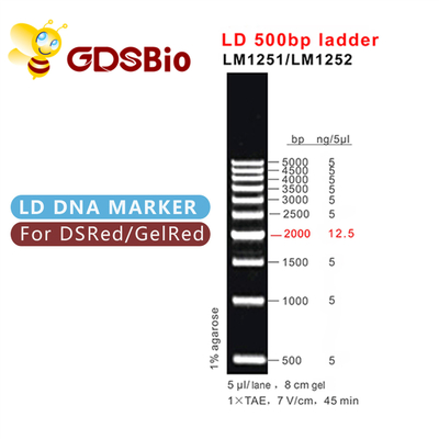 elettroforesi del gel della scala del DNA di 500bp LD 60 preparazioni