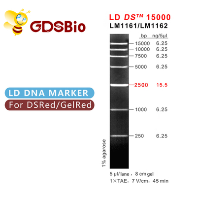 Elettroforesi dell'indicatore del DNA di LD DS 15000bp 15kb 50 preparazioni