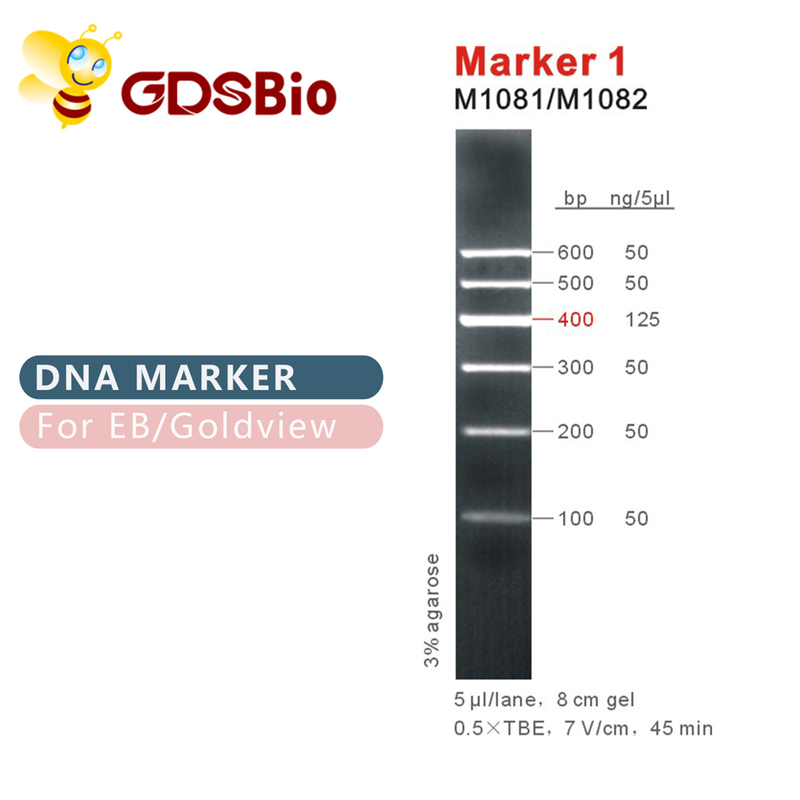 Scala del DNA dell'indicatore 1 M1081 (50μg) /M1082 (50μg×5)