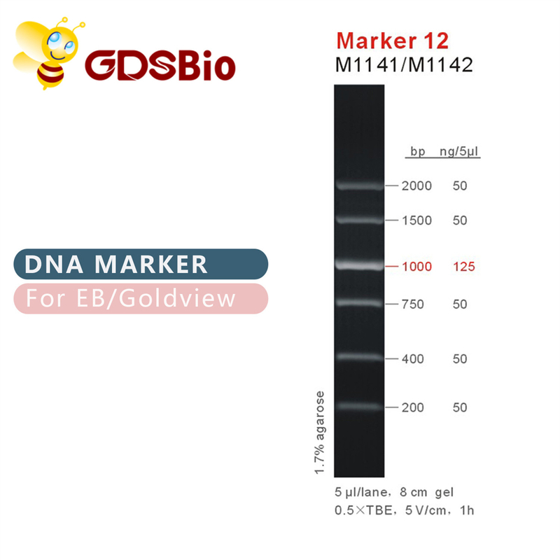Scala M1141 (50μg) /M1142 (5×50μg) del DNA dell'indicatore 12
