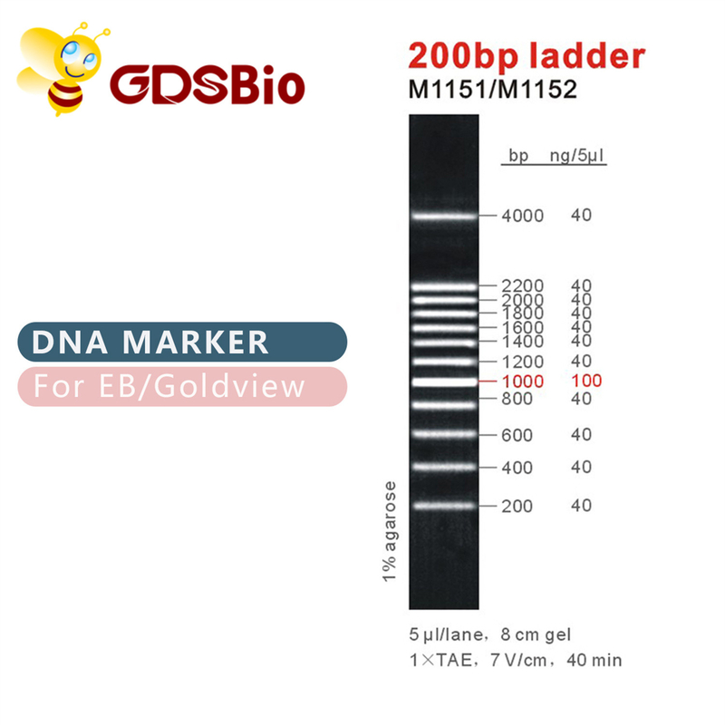 200bp indicatore M1151 (50μg) /M1152 (5×50μg) del DNA della scala