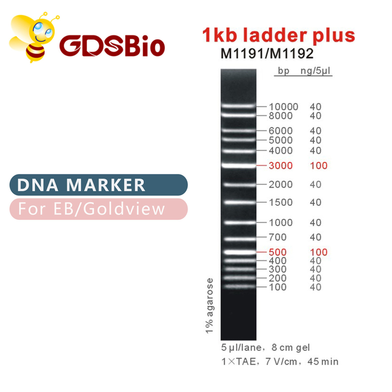 scala 1kb più 1000bp l'indicatore M1191 (50μg) /M1192 (5×50μg) del DNA