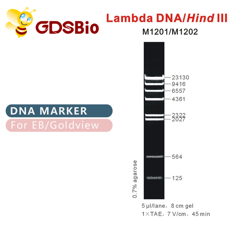 λDNA/scalaⅢ posteriore M1201 (50μg) /M1202 (5×50μg) dell'indicatore del DNA