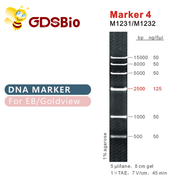 Scala M1231 (50μg) /M1232 (5×50μg) del DNA dell'indicatore 4