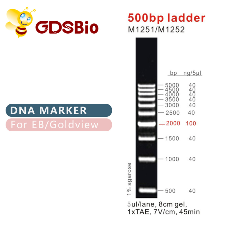 500bp indicatore M1251 (50μg) /M1252 (5×50μg) del DNA della scala