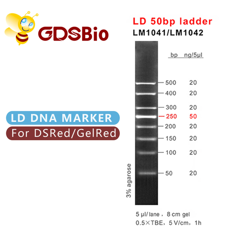 Scala dell'indicatore di elettroforesi del gel di LM1041 GDSBio LD 50bp