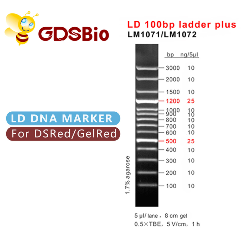 60 scala di LD 100bp delle preparazioni più elettroforesi dell'indicatore del DNA