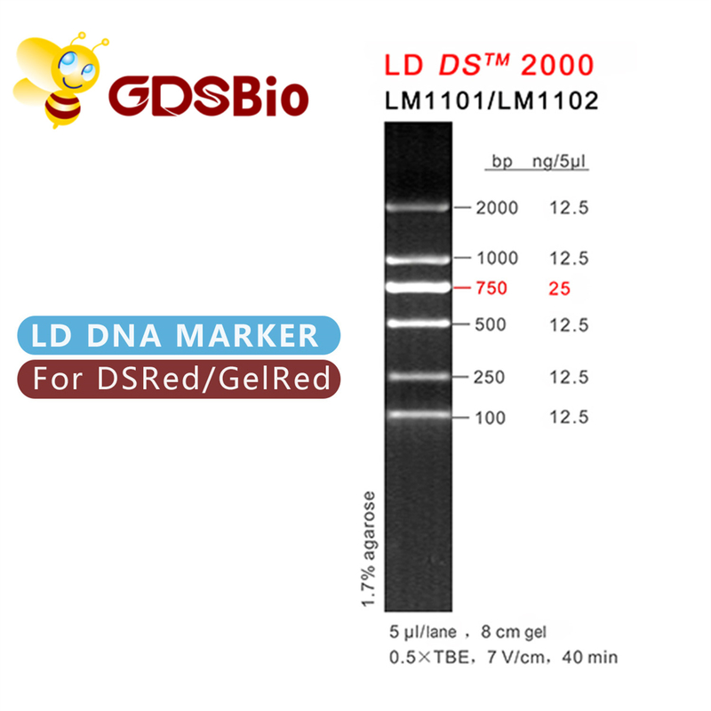 Elettroforesi 2000 del gel dell'indicatore del DNA di LD DS dei reagenti di elevata purezza 60 preparazioni