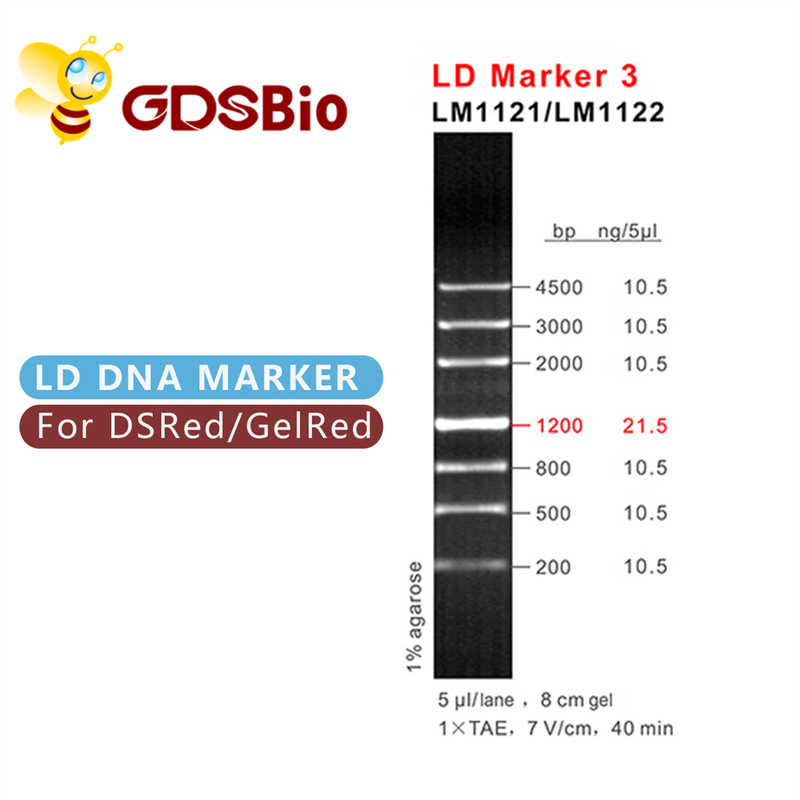 Elettroforesi della scala del DNA dell'indicatore 3 di LD 60 reagenti di elevata purezza delle preparazioni