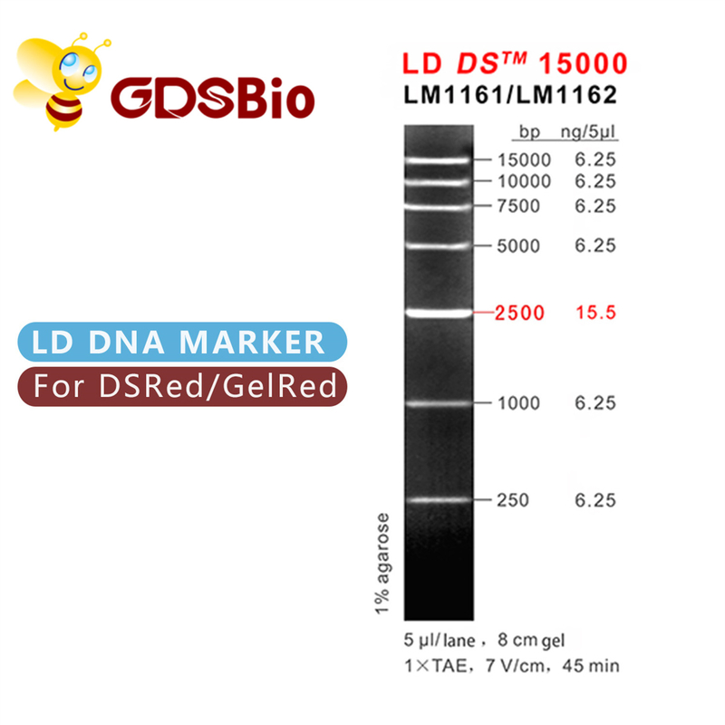 Scala dell'indicatore del DNA di LD DS 15000bp 15kb LM1161 (50 preparazioni) /LM1162 (50 preps×5)