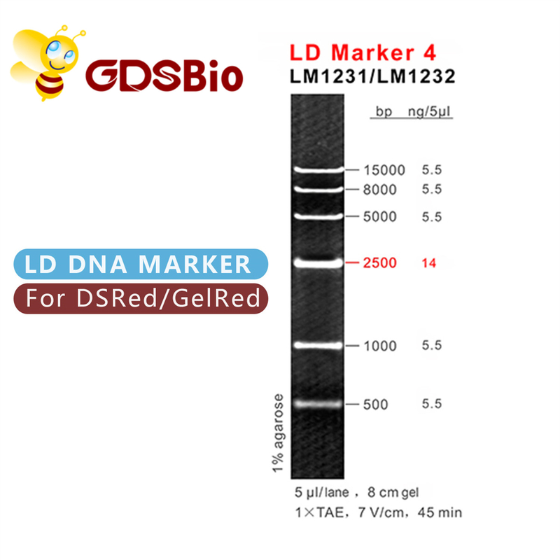 Scala del DNA dell'indicatore 4 di LD LM1231 (50 preparazioni) /LM1232 (50 preps×5)